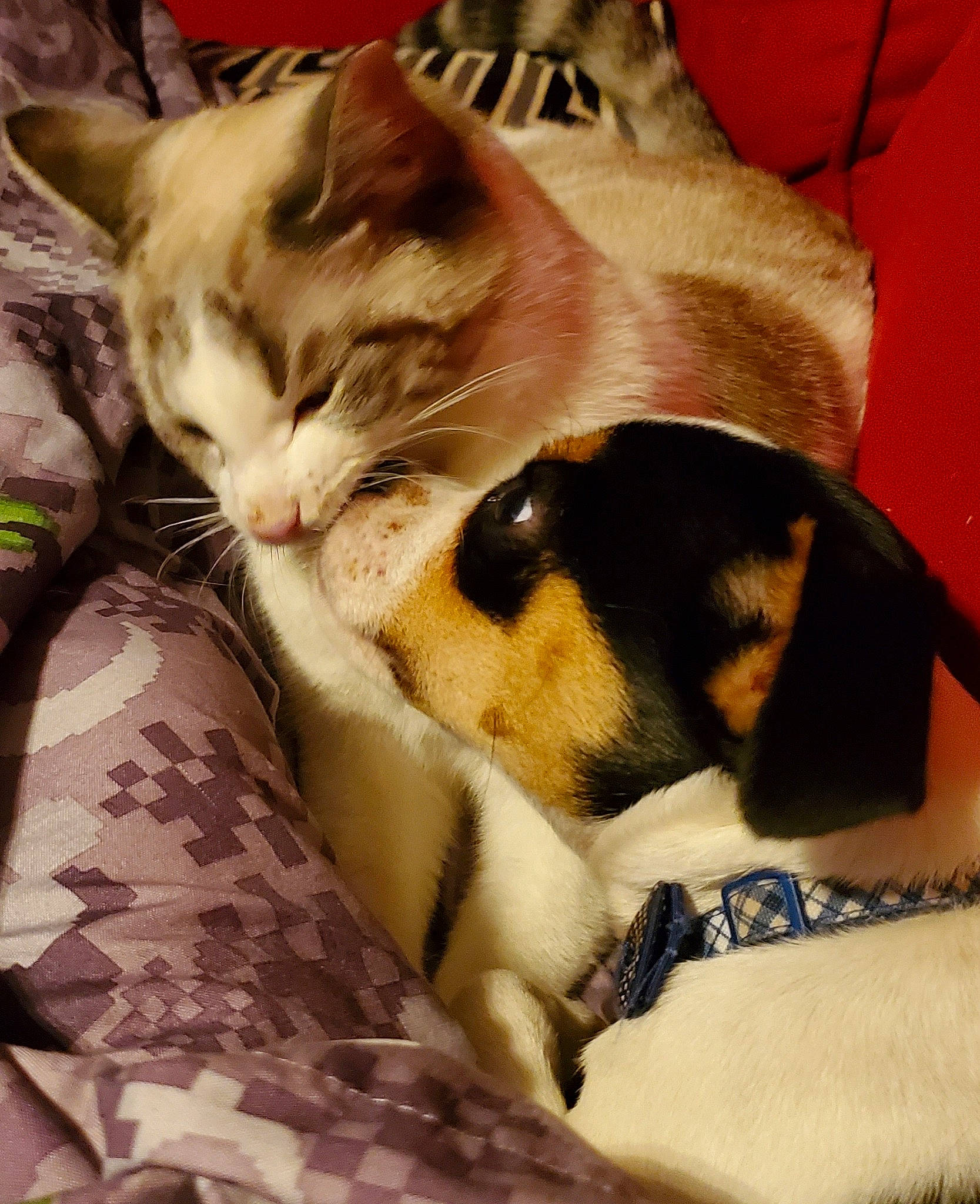 Mully is registered to the contest to win money with this photo: aegean_cat, american_wirehair, asian, carnivore, cat, domestic_short_haired_cat, european_shorthair, felidae, fur, kitten, nap, singapura, sleep, small_to_medium_sized_cats, snout, whiskers