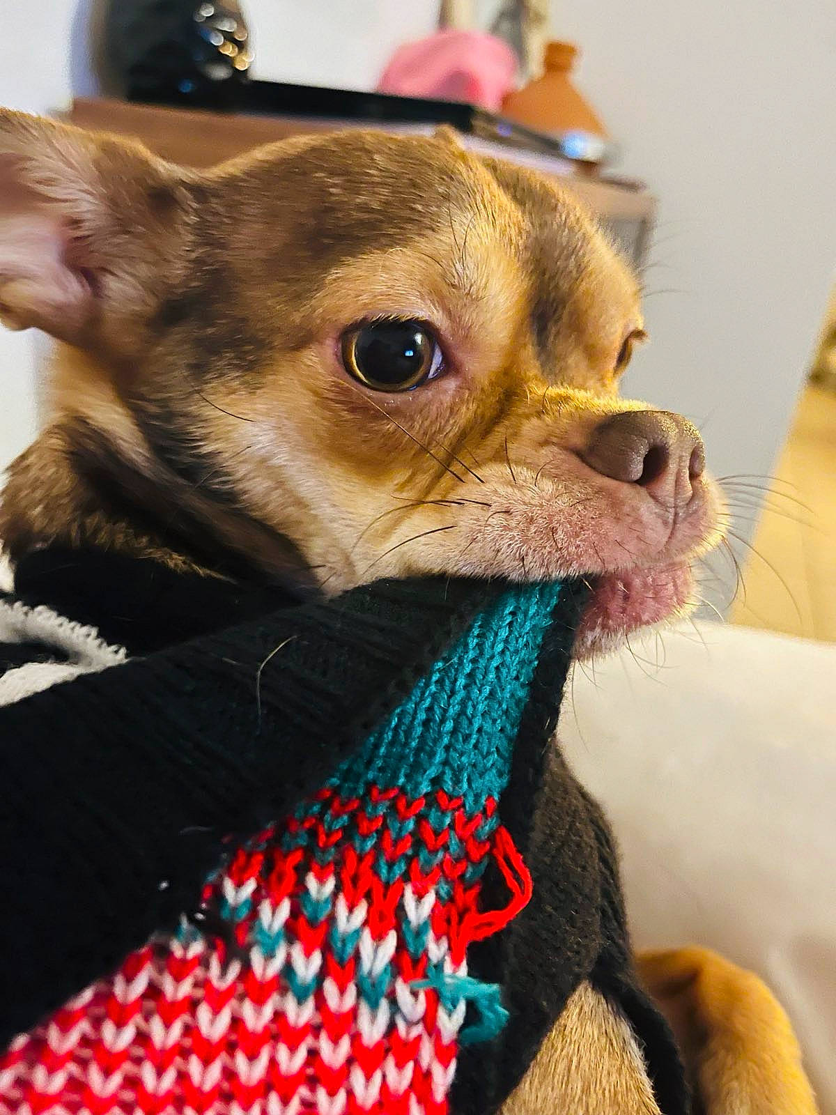 Cookie participe au concours pour gagner de l'argent avec cette photo : canidae, carnivore, chihuahua, collar, companion_dog, dog, dog_breed, dog_clothes, ear, fawn, fur, liver, pet_supply, snout, sporting_group, terrestrial_animal, toy_dog, whiskers, working_animal, wrinkle