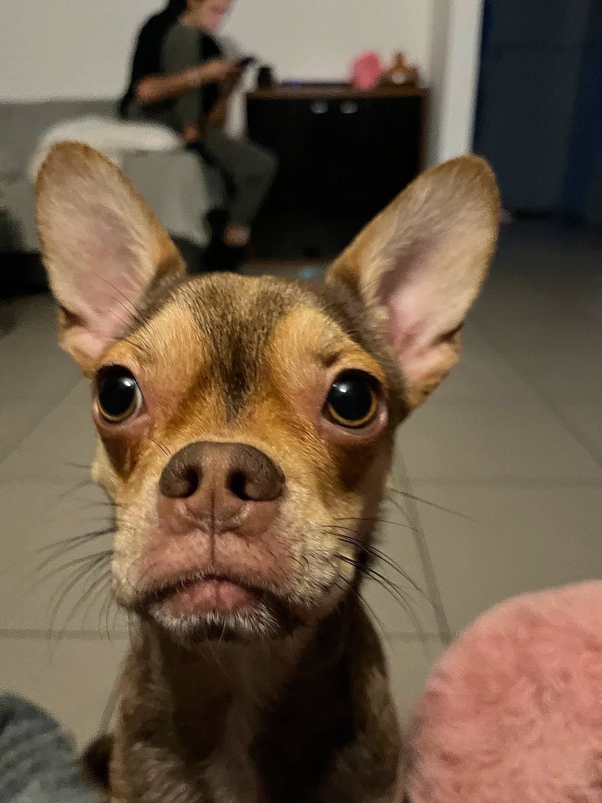 Cookie participe au concours pour gagner de l'argent avec cette photo : canidae, carnivore, chair, chihuahua, companion_dog, corgi_chihuahua, dog, dog_breed, ear, fawn, fur, liver, non_sporting_group, russkiy_toy, snout, sporting_group, terrestrial_animal, toy_dog, whiskers, working_animal