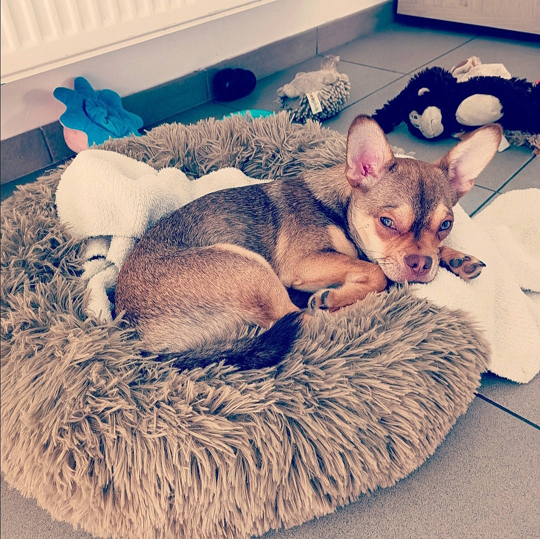 Cookie participe au concours pour gagner de l'argent avec cette photo : blue, carnivore, cloud, comfort, companion_dog, couch, dog, dog_bed, dog_breed, fawn, felidae, fur, paw, puppy_love, sitting, small_to_medium_sized_cats, snout, tail, toy_dog, whiskers