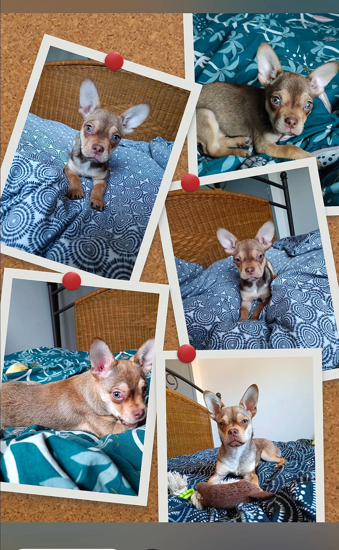 Cookie a rejoint le concours — aidez-le/la à gagner de superbes lots ! art, blue, canidae, carnivore, collage, companion_dog, dog, dog_breed, fawn, felidae, linens, mammal, pattern, photo_caption, photograph, room, textile, toy_dog, vertebrate, working_animal