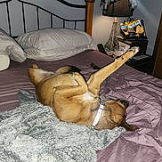 Bella Mae joined the competition — help win amazing prizes! dog, bed, pillow, blanket, lamp, nightstand, stretching, indoor, brown_dog, collar, furniture, relaxed, sleepy, cozy, snacks, purple_sheets, wooden_furniture, resting, pet, home