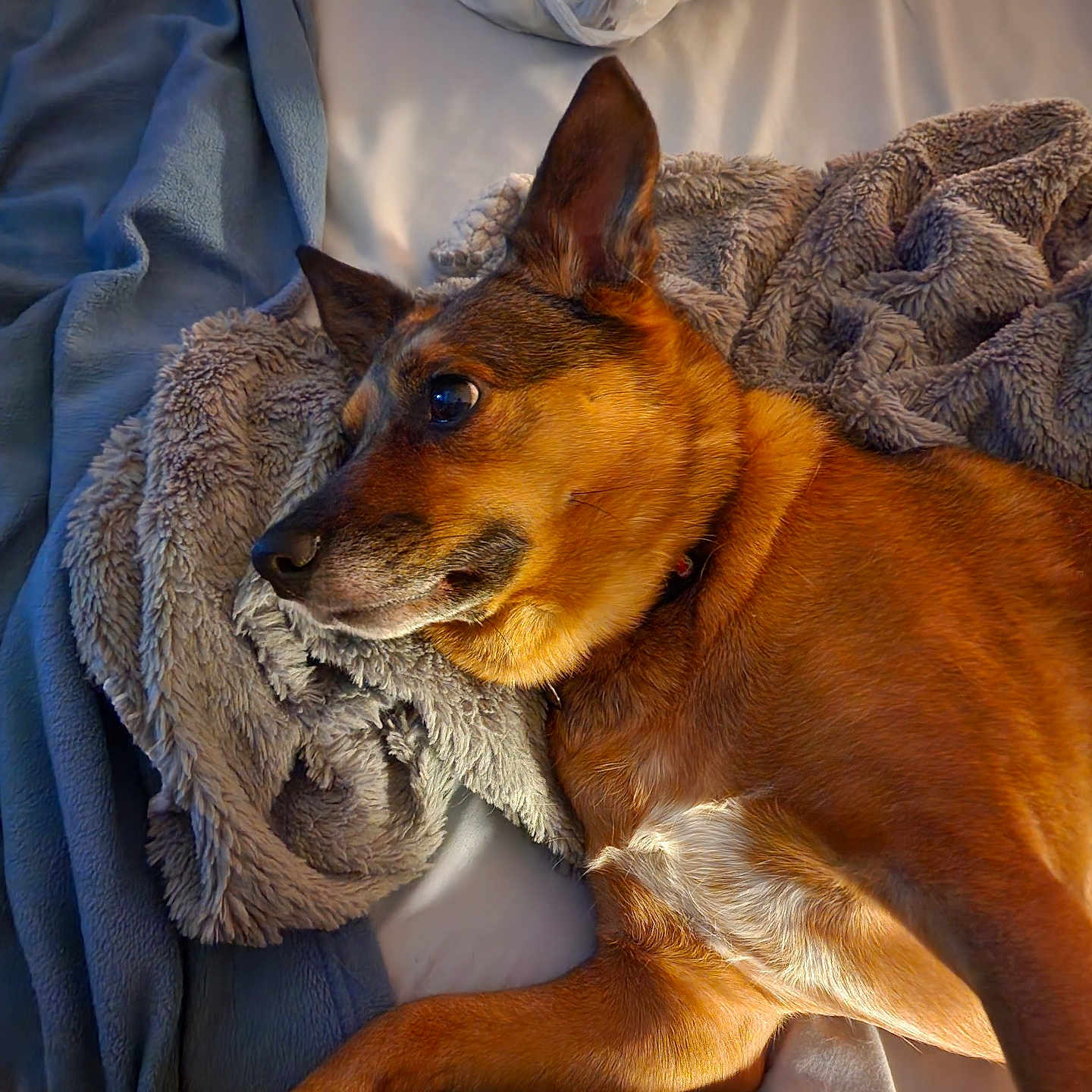 Bella Mae is registered to the contest to win money with this photo: dog, bed, blanket, fur, paw, ear, nose, resting, indoor, cozy, animal, pet, sleepy, brown, soft, comfort, relaxation, canine, portrait, warm_light