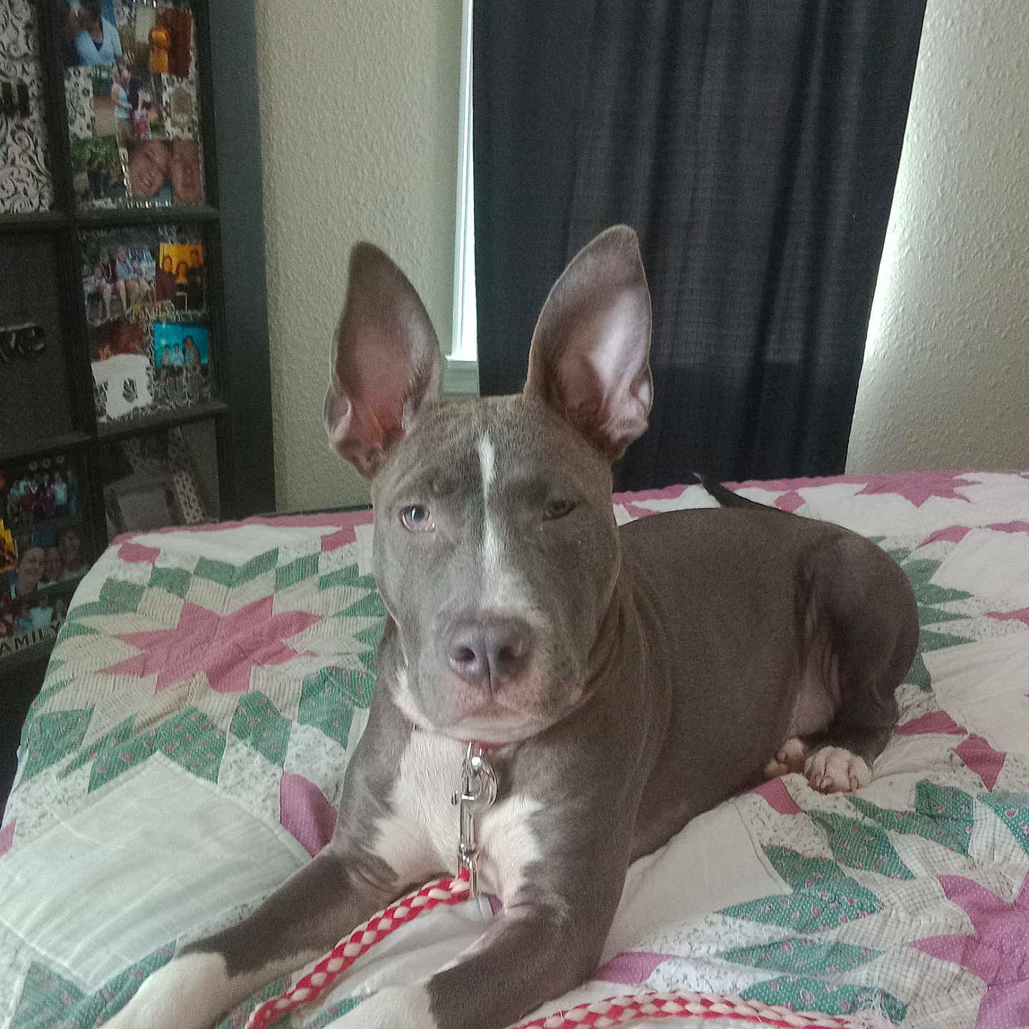 Cheekah is registered to the contest to win money with this photo: accessories, animal, bed, bedroom, blanket, bulldog, canine, dog, face, furniture, head, homedecor, indoors, interiordesign, linen, person, pet, pitbull, puppy, room