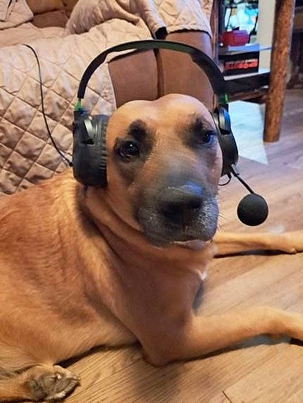 Cookie joined the competition — help win amazing prizes! bag, canidae, carnivore, chair, collar, comfort, companion_dog, dog, dog_breed, dog_collar, fawn, flooring, fur, guard_dog, hardwood, snout, sporting_group, whiskers, wood, working_animal