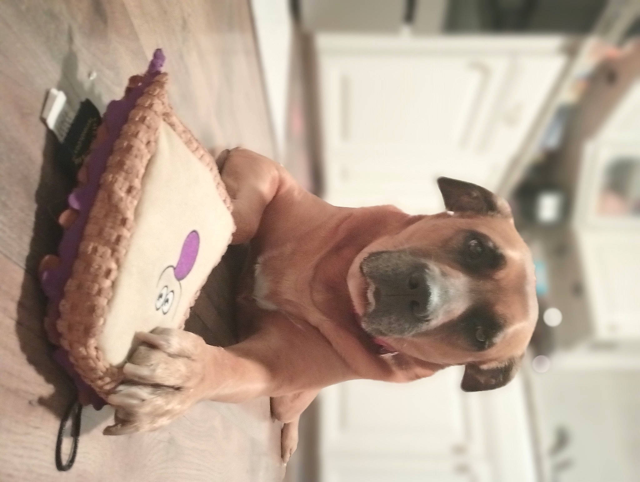 Cookie joined the competition — help win amazing prizes! carnivore, collar, companion_dog, dairy, dessert, dog, dog_breed, dog_collar, dog_supply, fawn, food, gelato, ice_cream, jaw, pet_supply, snout, sorbetes, sporting_group, whiskers, working_animal