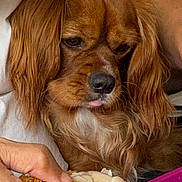 Sadie joined the competition — help win amazing prizes! dog, brown_dog, long_ears, pet, indoor, fried_chicken, food, hand, close_up, animal, looking, tongue_out, cute, companion, mammal, fur, expression, curious, waiting, domestic_animal