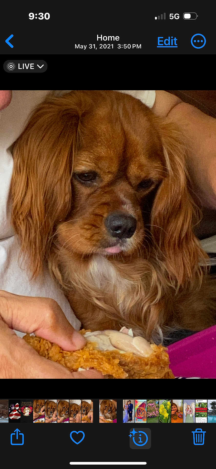 Sadie joined the competition — help win amazing prizes! dog, brown_dog, long_ears, pet, indoor, fried_chicken, food, hand, close_up, animal, looking, tongue_out, cute, companion, mammal, fur, expression, curious, waiting, domestic_animal
