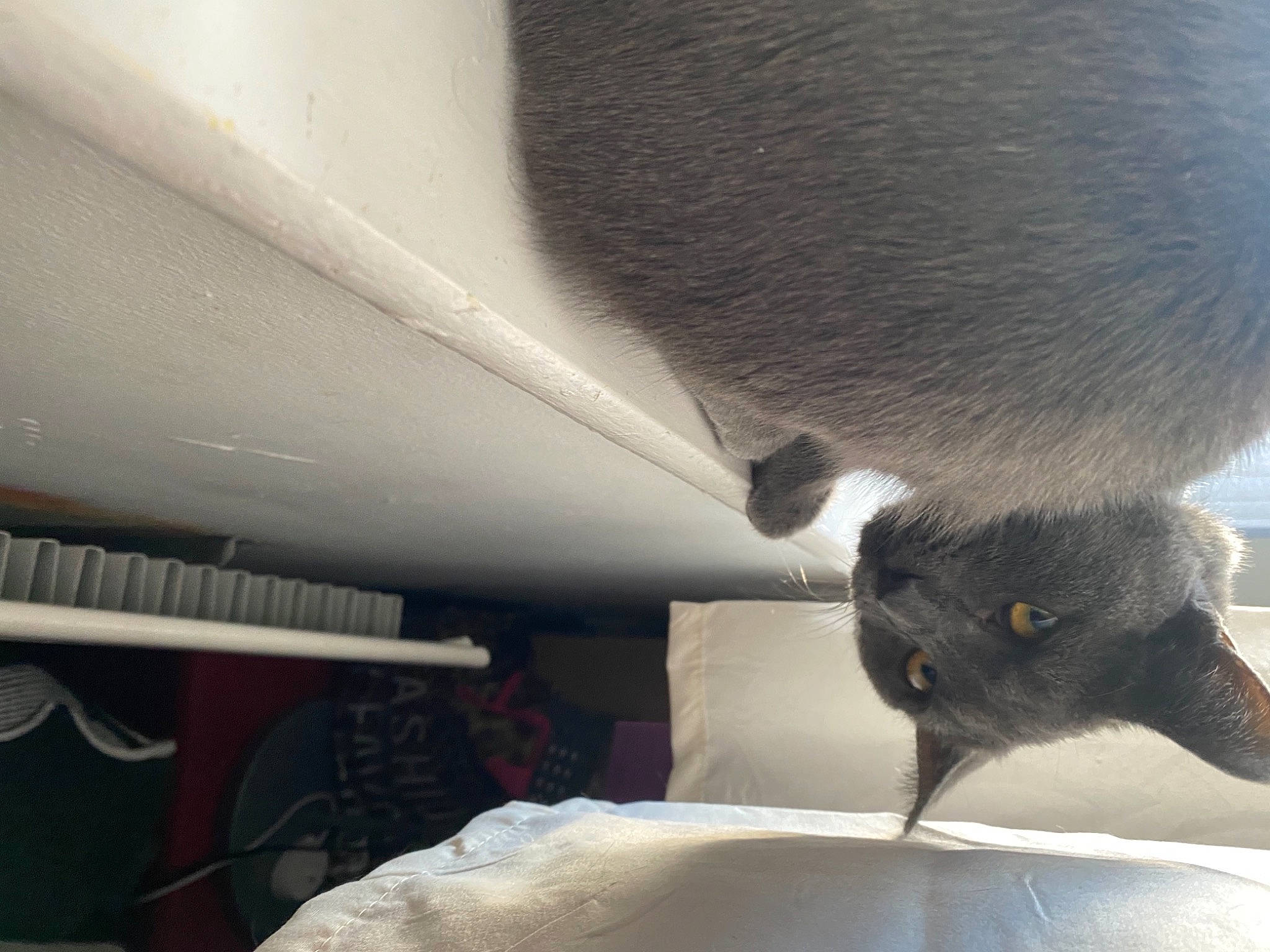 Xavier joined the competition — help win amazing prizes! animal_feed, black_cat, carnivore, cat_supply, claw, comfort, domestic_short_haired_cat, felidae, fur, pet_supply, rodent, small_animal_food, small_to_medium_sized_cats, snout, tail, terrestrial_animal, tints_and_shades, whiskers, window, windshield