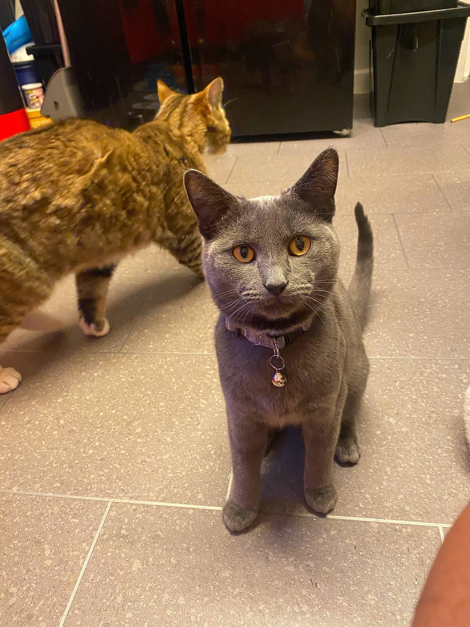 Xavier is registered to the contest to win money with this photo: art, bombay, carnivore, cat, claw, domestic_short_haired_cat, fawn, felidae, fur, grey, metal, organism, paw, sculpture, small_to_medium_sized_cats, snout, tail, terrestrial_animal, vertebrate, whiskers