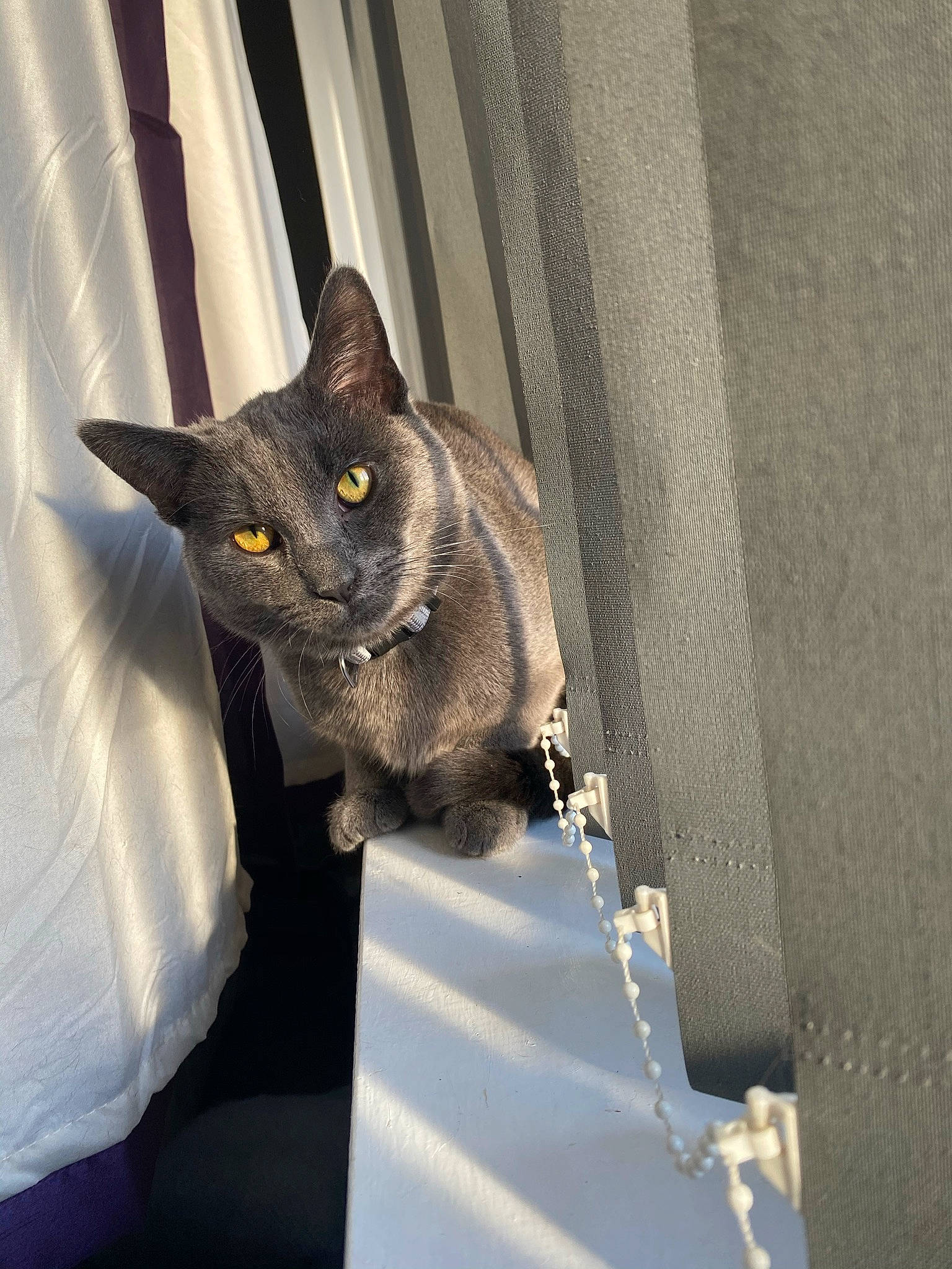 Xavier is registered to the contest to win money with this photo: black_cat, carnivore, cat, concrete, domestic_short_haired_cat, door, felidae, fur, grey, metal, plant, russian_blue, shadow, small_to_medium_sized_cats, snout, tail, whiskers, window