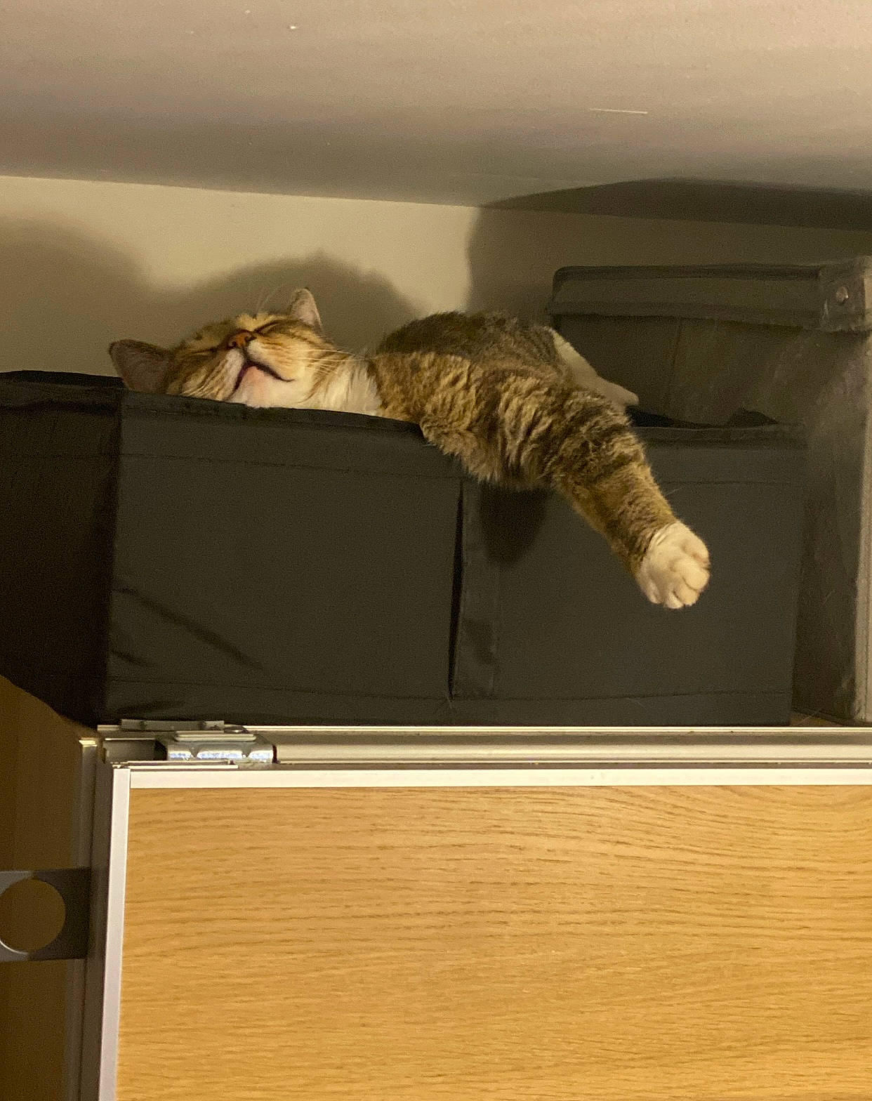 Smudge joined the competition — help win amazing prizes! audio_equipment, cabinetry, ceiling, comfort, flooring, hardwood, loudspeaker, plywood, room, shelf, shelving, tail, varnish, waste_container, wood, wood_stain