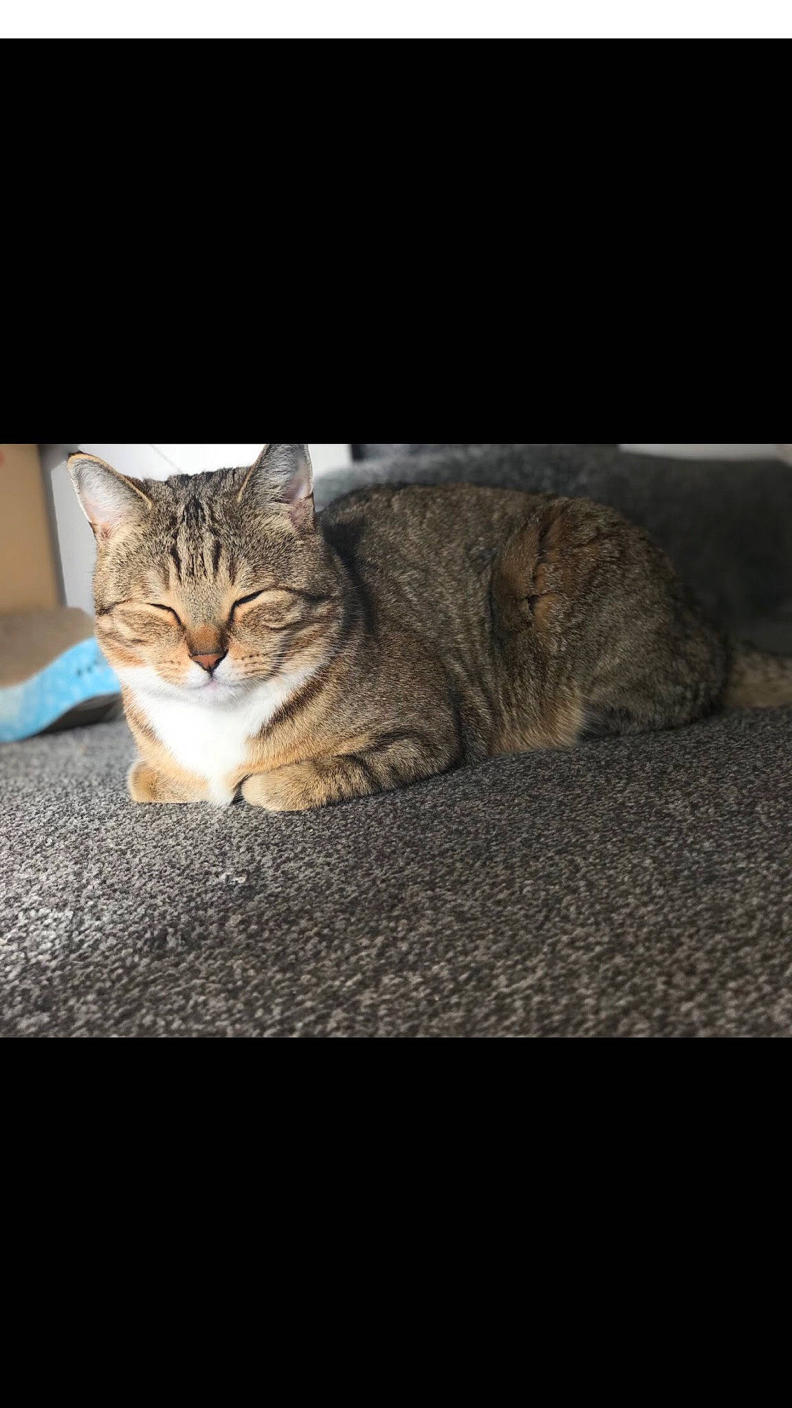 Smudge joined the competition — help win amazing prizes! carnivore, cat, claw, darkness, domestic_short_haired_cat, felidae, fur, paw, rectangle, sitting, small_to_medium_sized_cats, snout, tail, terrestrial_animal, tree, whiskers, wildlife, wood