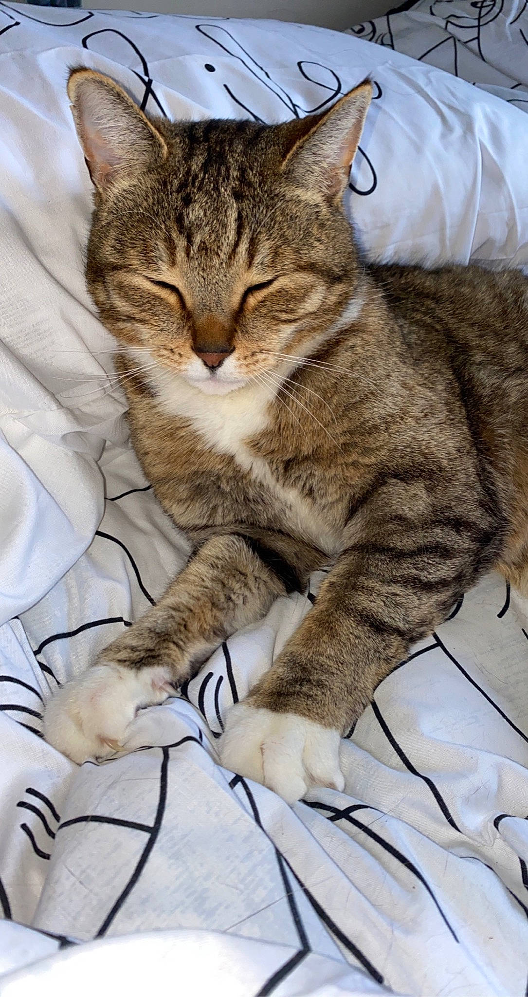 Smudge joined the competition — help win amazing prizes! carnivore, cat, claw, comfort, domestic_short_haired_cat, felidae, fur, paw, small_to_medium_sized_cats, snout, tail, terrestrial_animal, whiskers