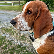 Boomer joined the competition — help win amazing prizes! animal, basset_hound, black, brown, calm, canine, collar, dog, ear, fur, grass, gravel, nature, outdoor, pet_tag, portrait, side_profile, snout, tree, white