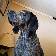 Blu is registered to the contest to win money with this photo: dog, pet, indoor, lamp, wall, fur, black, gray, portrait, looking_up, animal, canine, ears, snout, nose, house, furniture, room, mammal, companion