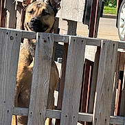 Luna joined the competition — help win amazing prizes! dog, wooden_fence, outdoor, sunlight, ears, pet, curious, animal, alert, street, car, nature, daylight, portrait, brown, watching, quiet, quiet_neighborhood, residential, fence