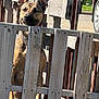 dog, wooden_fence, outdoor, sunlight, ears, pet, curious, animal, alert, street, car, nature, daylight, portrait, brown, watching, quiet, quiet_neighborhood, residential, fence