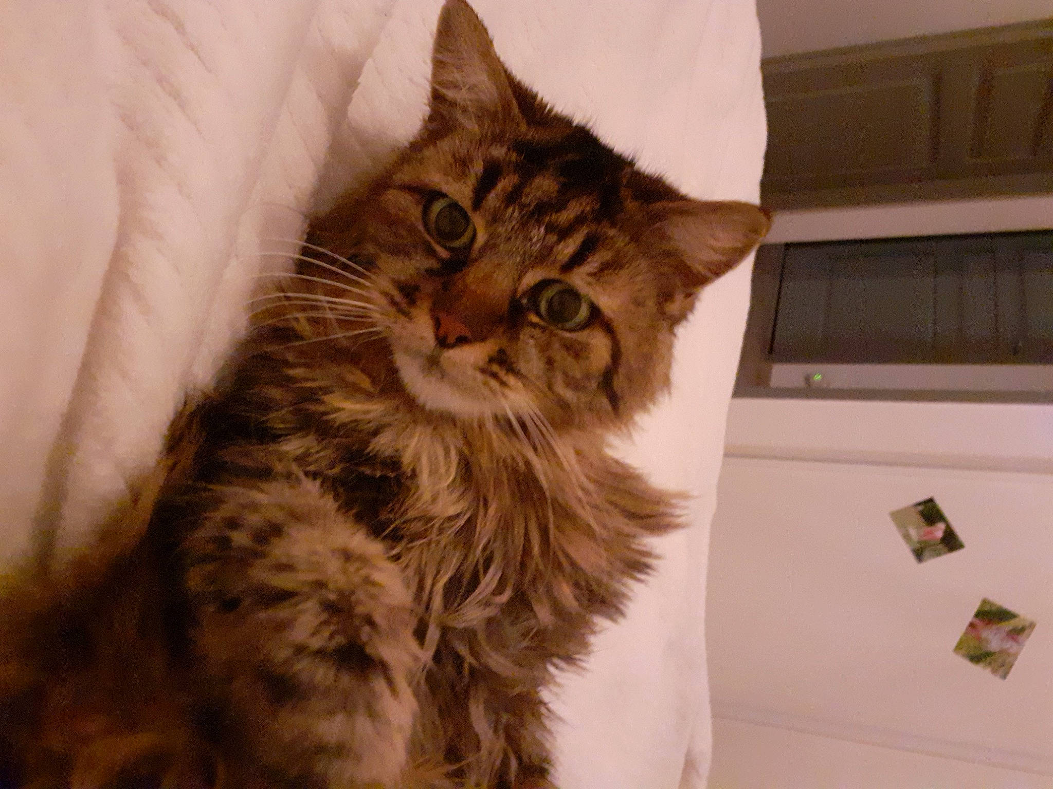 Pupuce participe au concours pour gagner de l'argent avec cette photo : bed, carnivore, cat, claw, comfort, domestic_short_haired_cat, felidae, fur, maine_coon, paw, siberian, small_to_medium_sized_cats, snout, tail, terrestrial_animal, whiskers, window