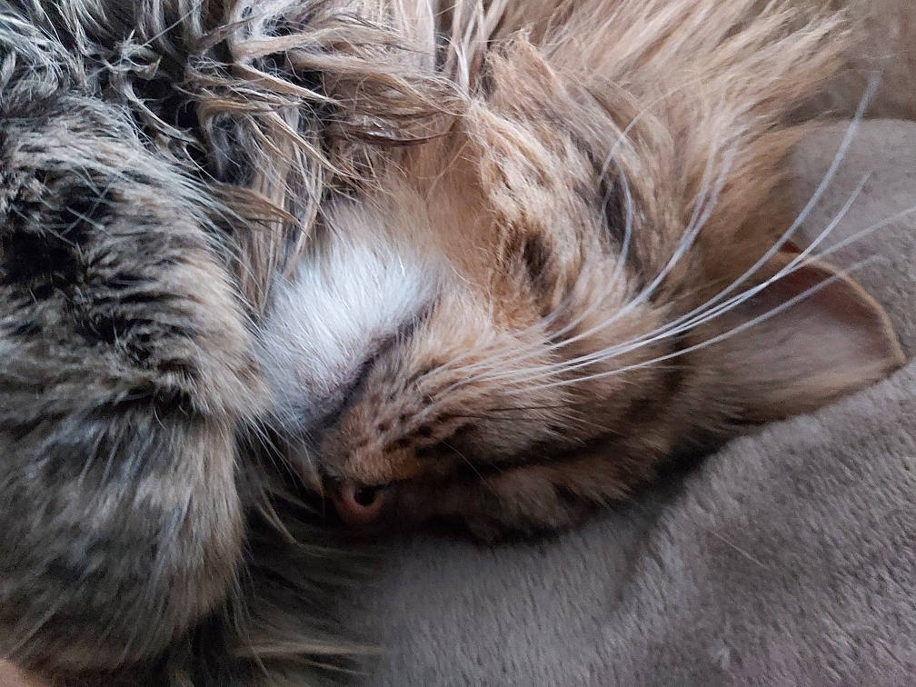 Pupuce a rejoint le concours — aidez-le/la à gagner de superbes lots ! carnivore, cat, claw, felidae, fur, macro_photography, natural_material, small_to_medium_sized_cats, snout, sporting_group, tail, terrestrial_animal, whiskers, wildlife