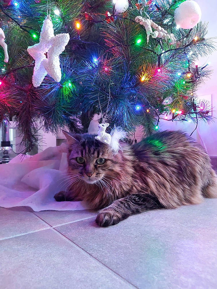 Pupuce participe au concours pour gagner de l'argent avec cette photo : carnivore, cat, christmas_decoration, christmas_ornament, christmas_tree, decoration, event, evergreen, felidae, light, mammal, organism, ornament, pink, plant, purple, small_to_medium_sized_cats, tree, whiskers, window