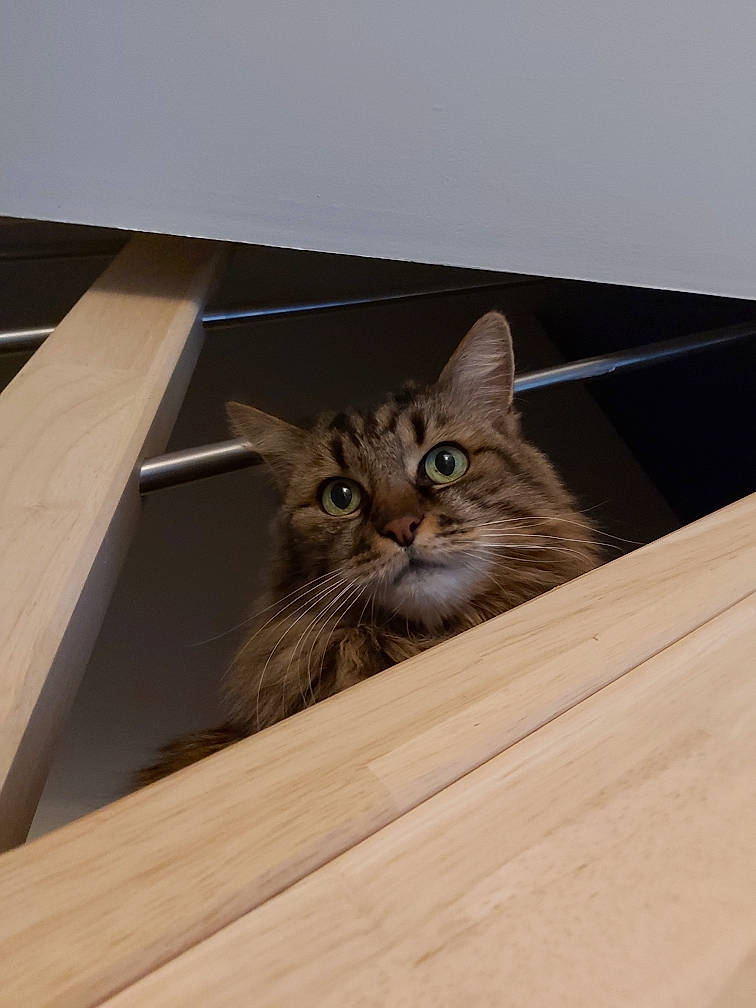 Pupuce a rejoint le concours — aidez-le/la à gagner de superbes lots ! cardboard, carnivore, cat, domestic_short_haired_cat, fawn, felidae, flooring, fur, hardwood, house, plank, plywood, room, small_to_medium_sized_cats, snout, tree, whiskers, window, wood, wood_stain