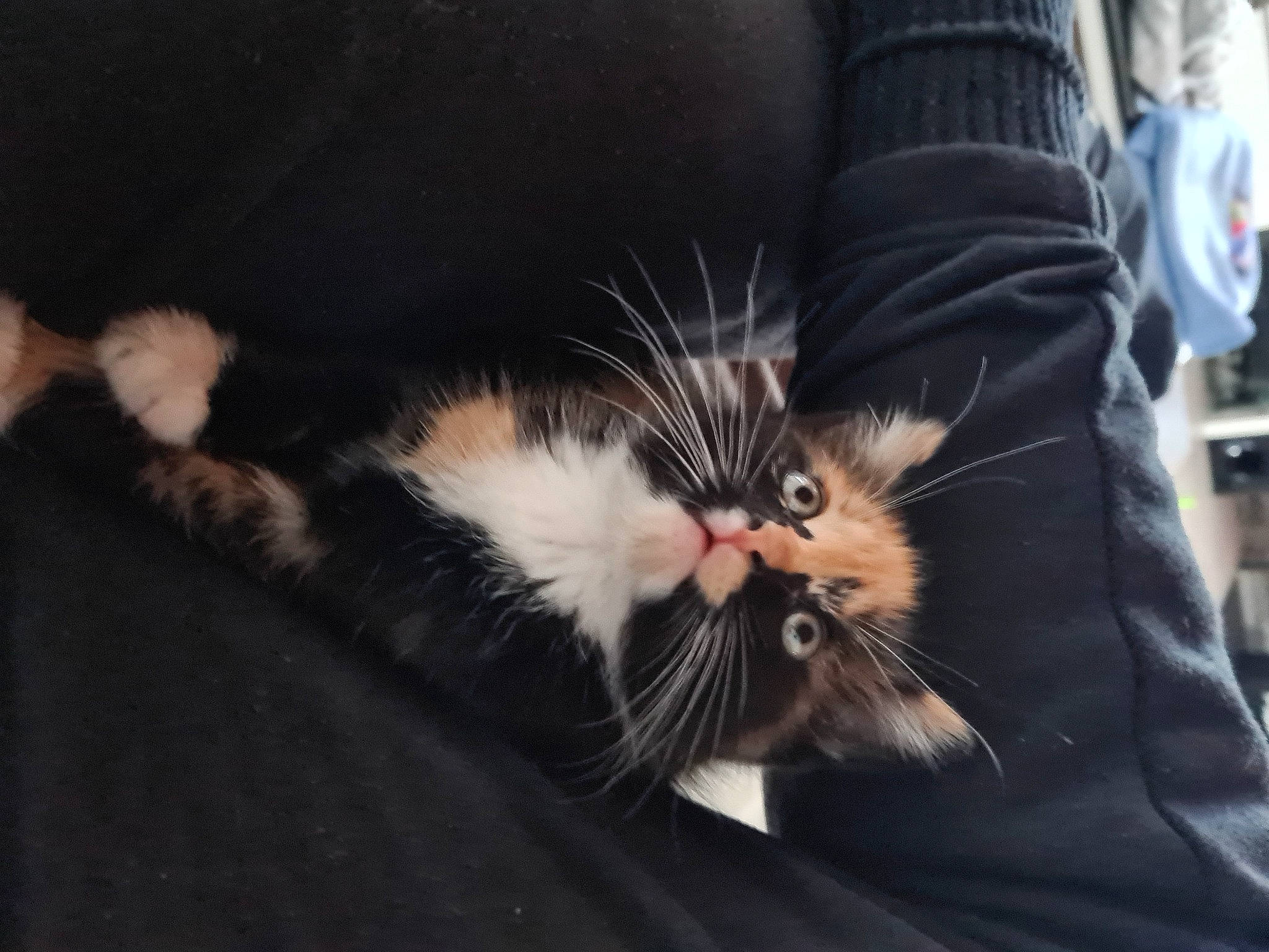 Tisha participe au concours pour gagner de l'argent avec cette photo : carnivore, cat, claw, comfort, domestic_short_haired_cat, eye, felidae, foot, fur, human_leg, nap, paw, sitting, sleep, small_to_medium_sized_cats, snout, tail, whiskers, window