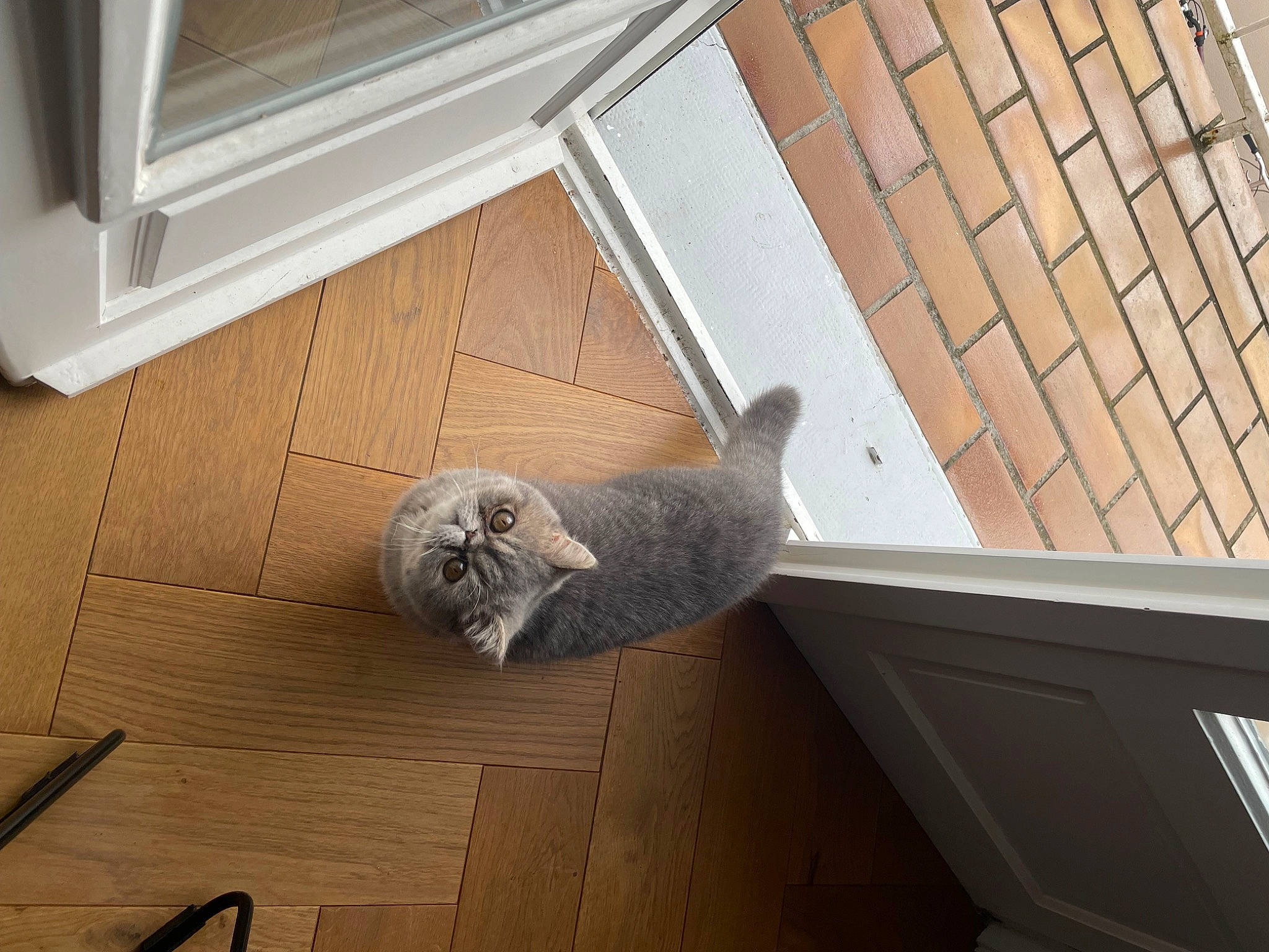 Shubi participe au concours pour gagner de l'argent avec cette photo : carnivore, cat, ceiling, domestic_short_haired_cat, door, fawn, felidae, flooring, grey, hardwood, house, plywood, room, small_to_medium_sized_cats, tail, whiskers, window, wood, wood_flooring, wood_stain