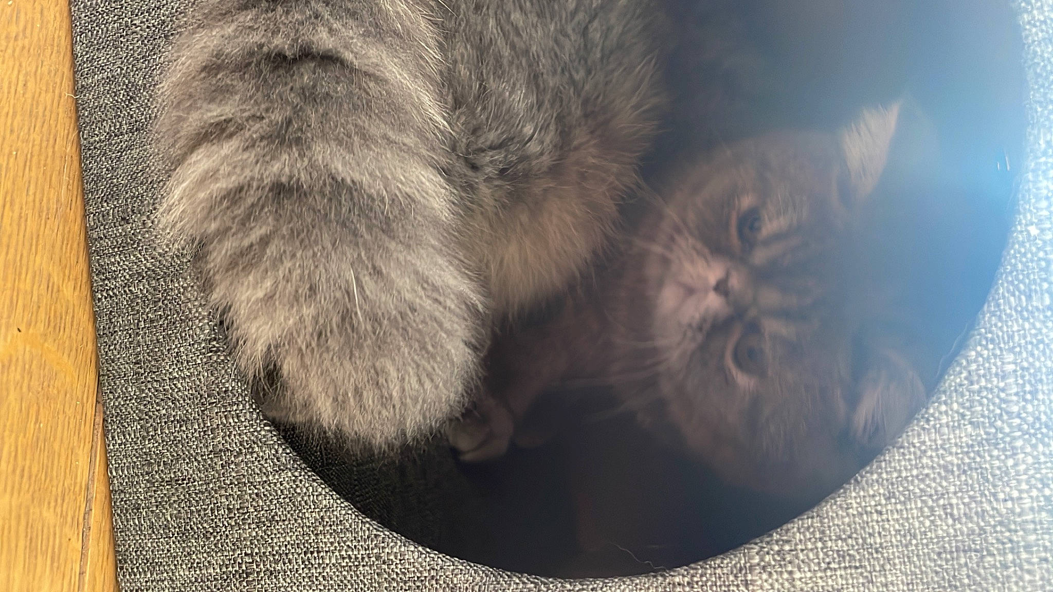 Shubi participe au concours pour gagner de l'argent avec cette photo : carnivore, cat, claw, cloud, domestic_short_haired_cat, felidae, flooring, fur, grey, human_leg, leg, paw, small_to_medium_sized_cats, snout, tail, terrestrial_animal, tree, whiskers, wildlife, wood