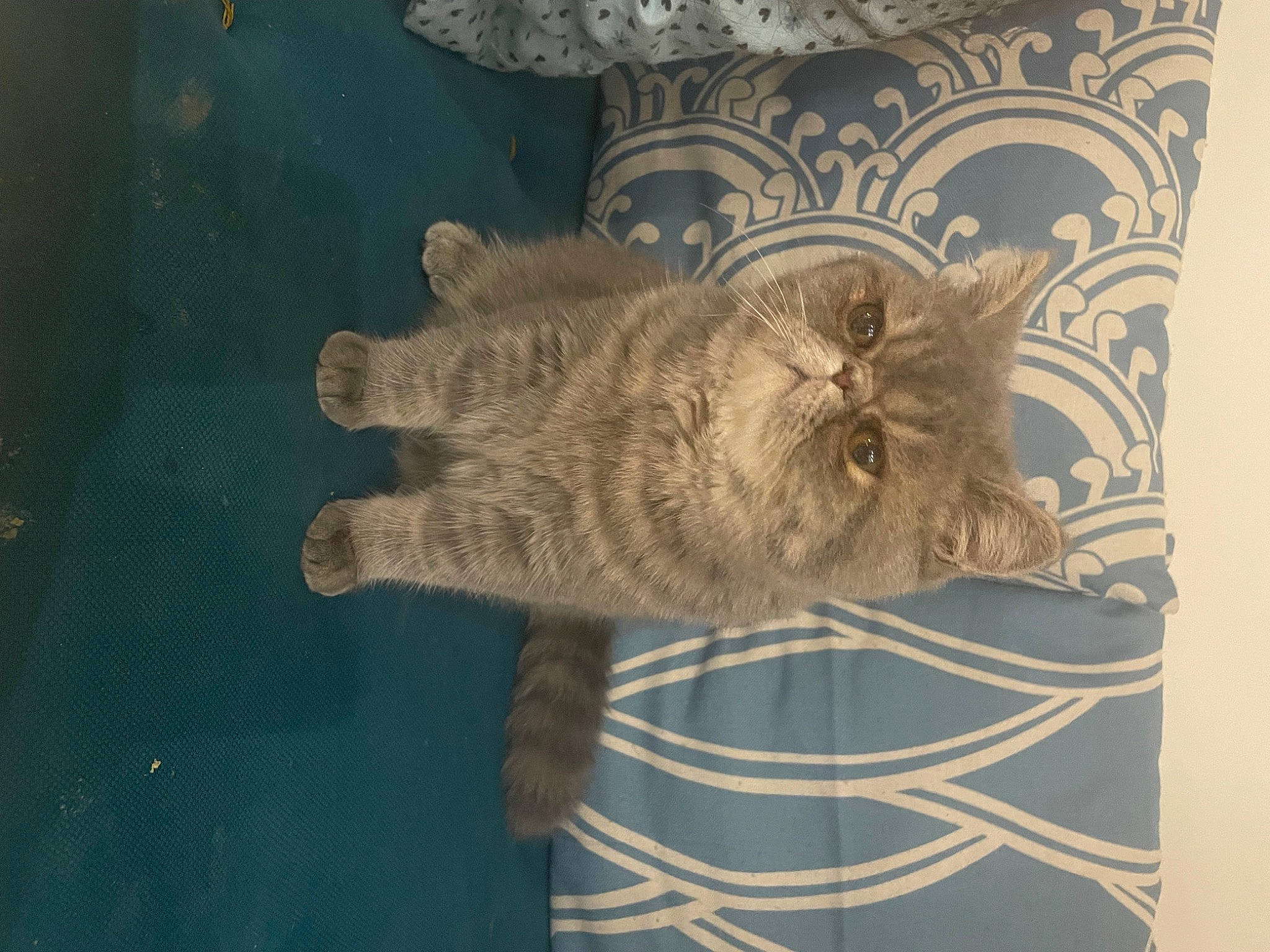 Shubi participe au concours pour gagner de l'argent avec cette photo : art, artifact, carving, fawn, felidae, fur, paw, relief, small_to_medium_sized_cats, snout, stone_carving, tail, terrestrial_animal, vertebrate, visual_arts, whiskers, wood