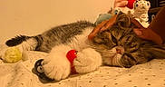 Abou participe au concours pour gagner de l'argent avec cette photo : cat, sleeping, bed, toy, paw, hand, plush_toy, indoor, cozy, cute, feline, resting, striped, pet, comfort, closeup, animal, soft, domestic, relaxed