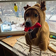 Max joined the competition — help win amazing prizes! dog, pet, reindeer_costume, costume, toy, window, indoor, blanket, wooden_surface, snow_outside, paw, muzzle, nose, eyes, ears, playful, festive, stuffed_toy, holiday_decor, portrait