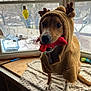 dog, pet, reindeer_costume, costume, toy, window, indoor, blanket, wooden_surface, snow_outside, paw, muzzle, nose, eyes, ears, playful, festive, stuffed_toy, holiday_decor, portrait