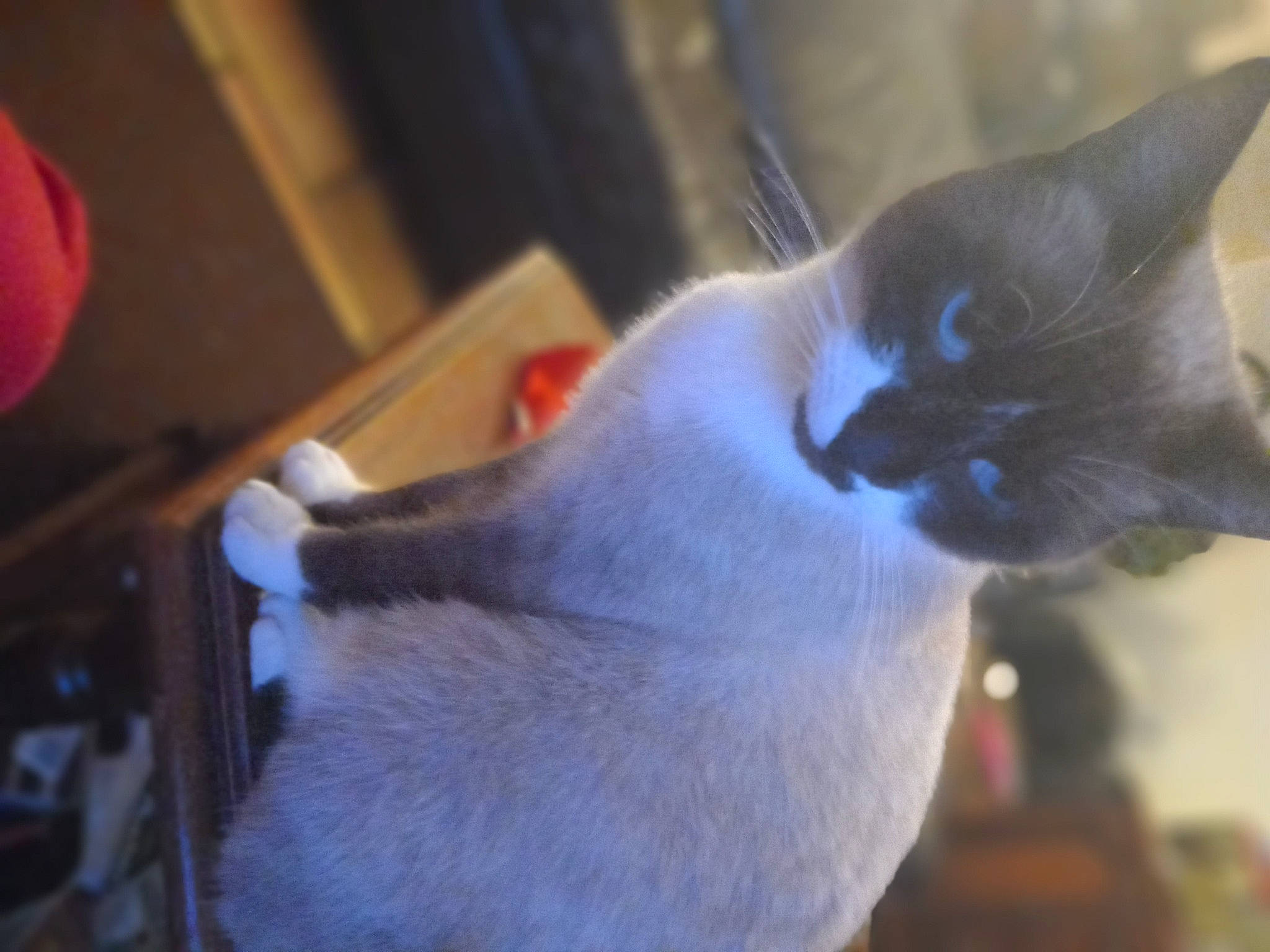 Mochi a rejoint le concours — aidez-le/la à gagner de superbes lots ! carnivore, cat, comfort, domestic_short_haired_cat, ear, felidae, fur, small_to_medium_sized_cats, snout, whiskers