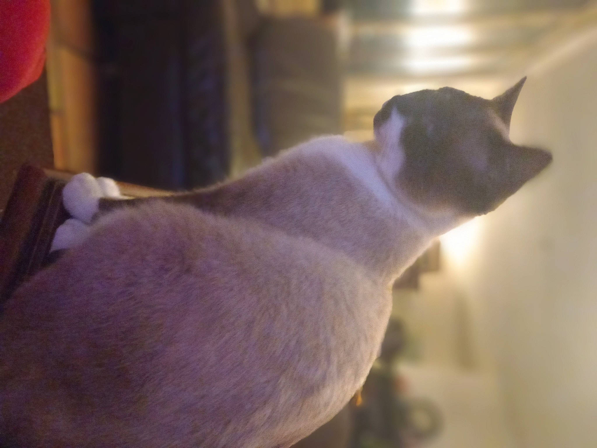 Mochi a rejoint le concours — aidez-le/la à gagner de superbes lots ! carnivore, cat, domestic_short_haired_cat, fawn, felidae, fur, siamese, small_to_medium_sized_cats, snout, tail, terrestrial_animal, thai, whiskers