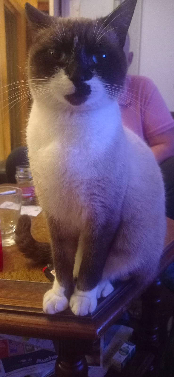 Mochi participe au concours pour gagner de l'argent avec cette photo : balinese, cat, domestic_short_haired_cat, felidae, flooring, fur, paw, pet_supply, photography, siamese, small_to_medium_sized_cats, tail, terrestrial_animal, thai, tonkinese, whiskers