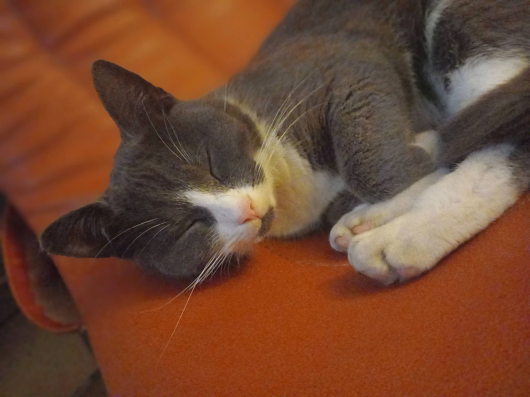 Xena a rejoint le concours — aidez-le/la à gagner de superbes lots ! carnivore, cat, claw, comfort, domestic_short_haired_cat, ear, fawn, felidae, flooring, fur, hardwood, nap, paw, sleep, small_to_medium_sized_cats, snout, tail, whiskers, wood