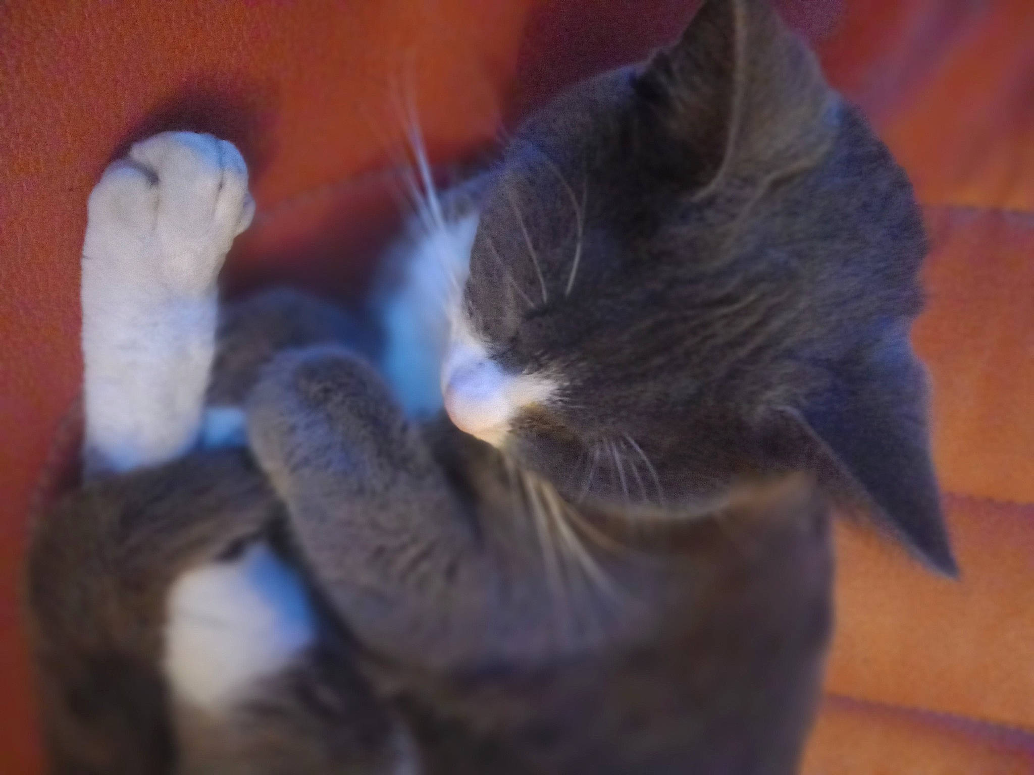 Xena a rejoint le concours — aidez-le/la à gagner de superbes lots ! black_cat, carnivore, cat, claw, comfort, domestic_short_haired_cat, ear, electric_blue, felidae, foot, fur, gesture, hardwood, human_leg, mammal, paw, small_to_medium_sized_cats, tail, whiskers, wood