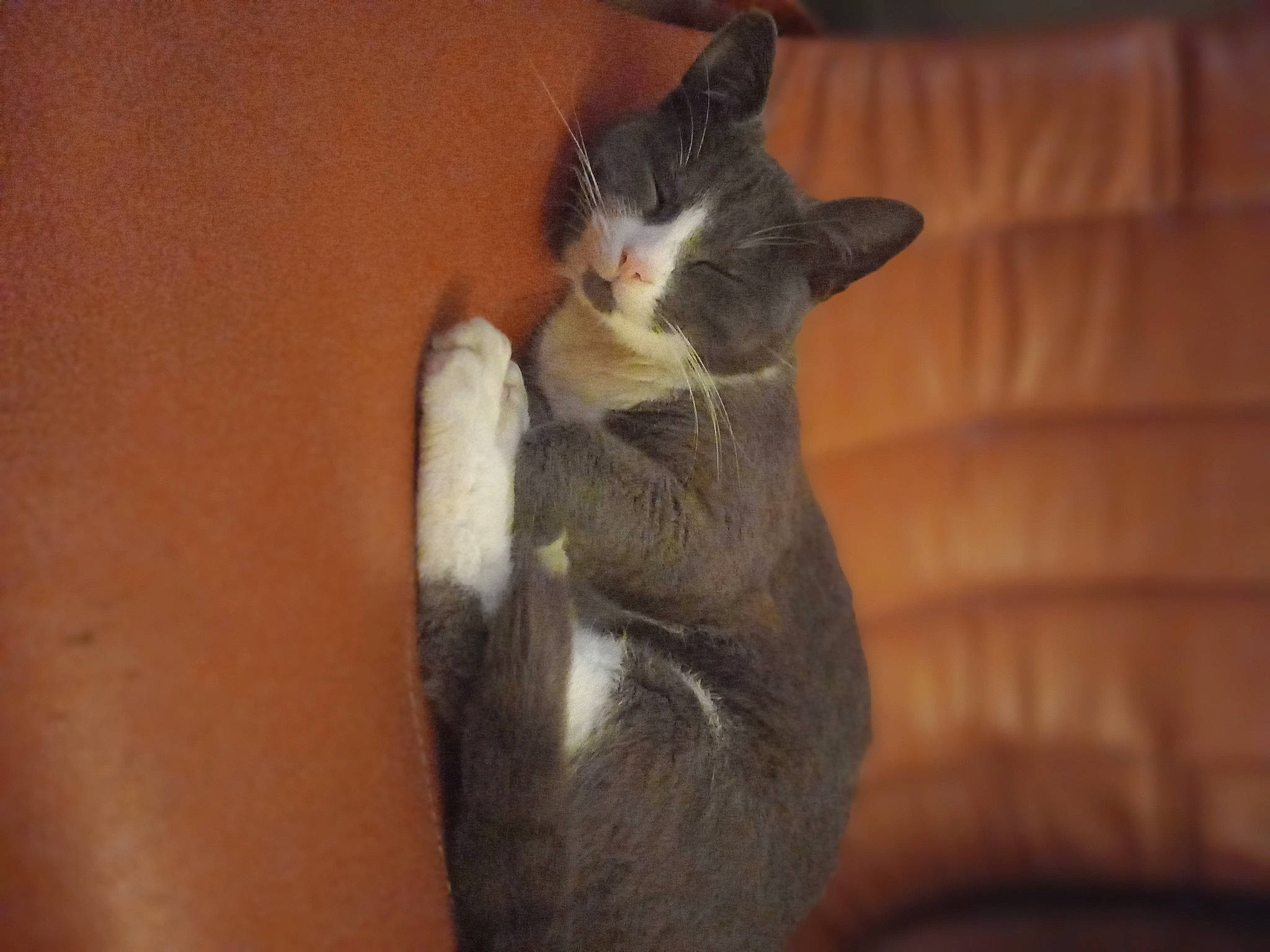 Xena participe au concours pour gagner de l'argent avec cette photo : carnivore, cat, comfort, domestic_short_haired_cat, ear, felidae, foot, fur, gesture, human_leg, paw, small_to_medium_sized_cats, tail, whiskers, wood