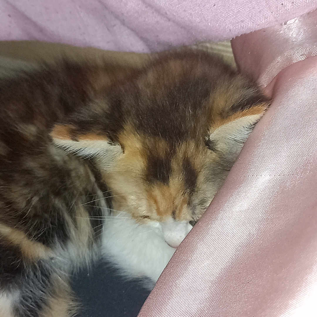 Peluche a rejoint le concours — aidez-le/la à gagner de superbes lots ! adorable, animal, closeup, comfort, cozy, cute, domestic_cat, fluffy, fur, indoor, kitten, nap, pet, pink_fabric, relaxation, resting, sleeping, small, soft, whiskers