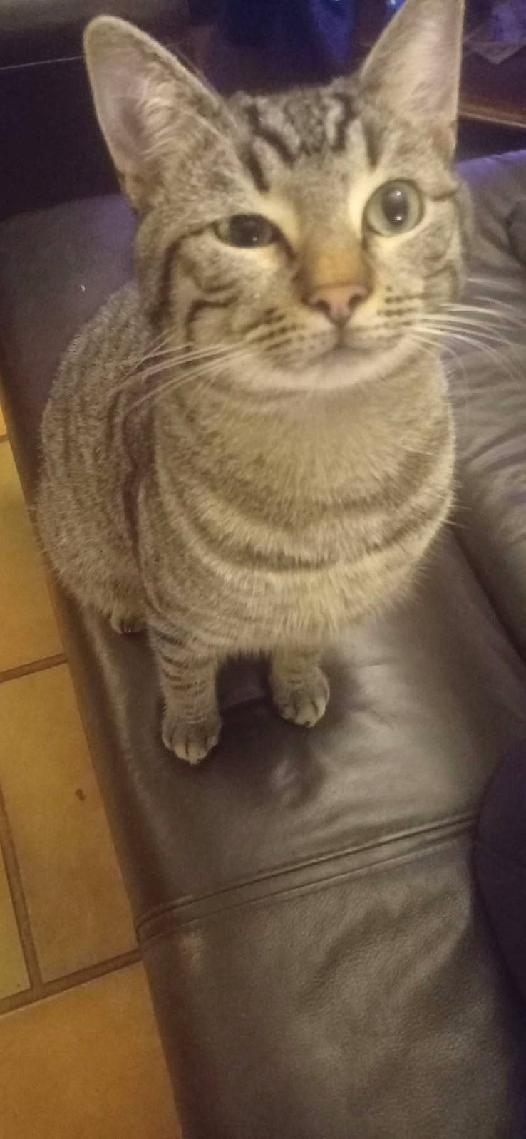 Tigrou a rejoint le concours — aidez-le/la à gagner de superbes lots ! carnivore, cat, claw, domestic_short_haired_cat, door, felidae, flooring, fur, grey, paw, small_to_medium_sized_cats, snout, tail, terrestrial_animal, whiskers, window, wood