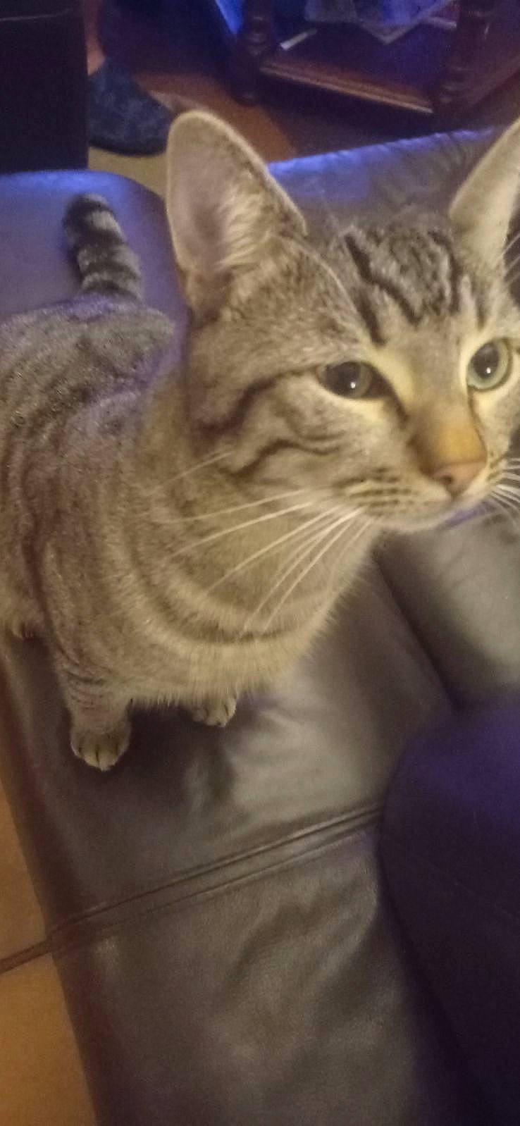 Tigrou participe au concours pour gagner de l'argent avec cette photo : carnivore, cat, claw, domestic_short_haired_cat, felidae, fur, paw, small_to_medium_sized_cats, snout, tail, whiskers, wildlife, window