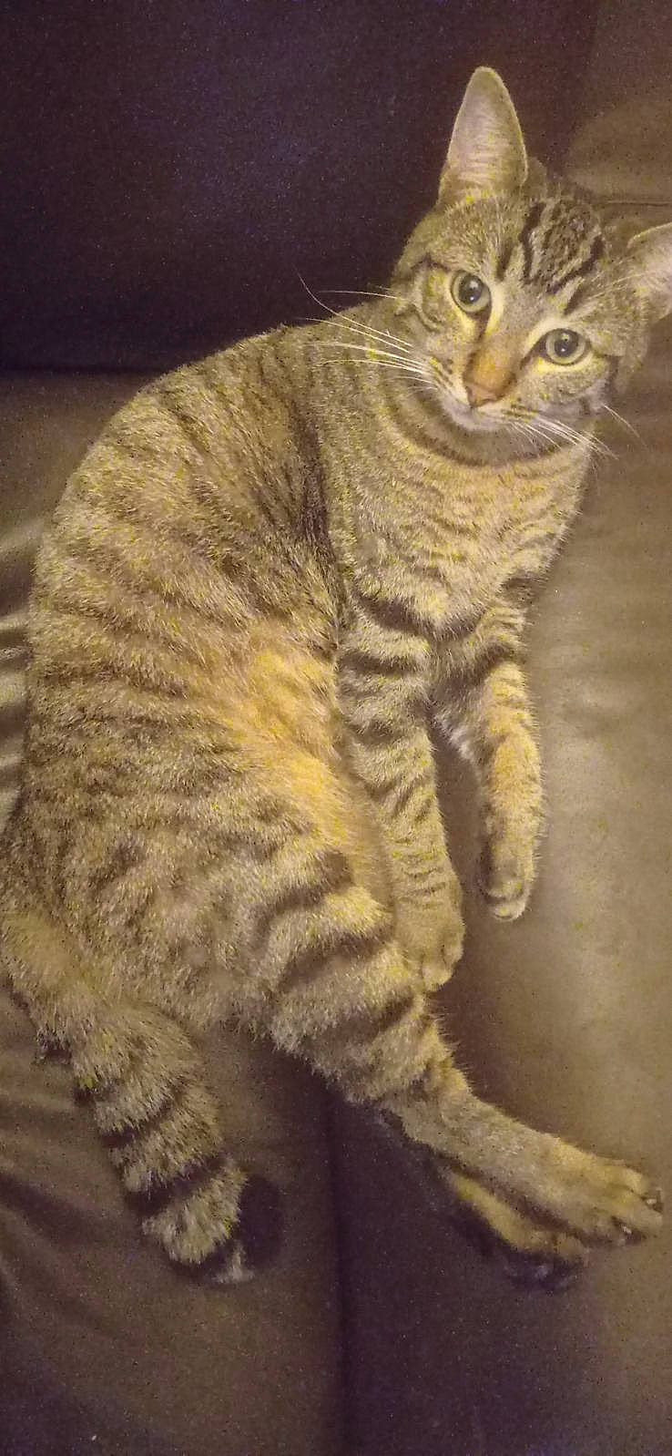 Tigrou a rejoint le concours — aidez-le/la à gagner de superbes lots ! art, carnivore, cat, domestic_short_haired_cat, felidae, fur, paw, small_to_medium_sized_cats, snout, tail, terrestrial_animal, whiskers, wildlife