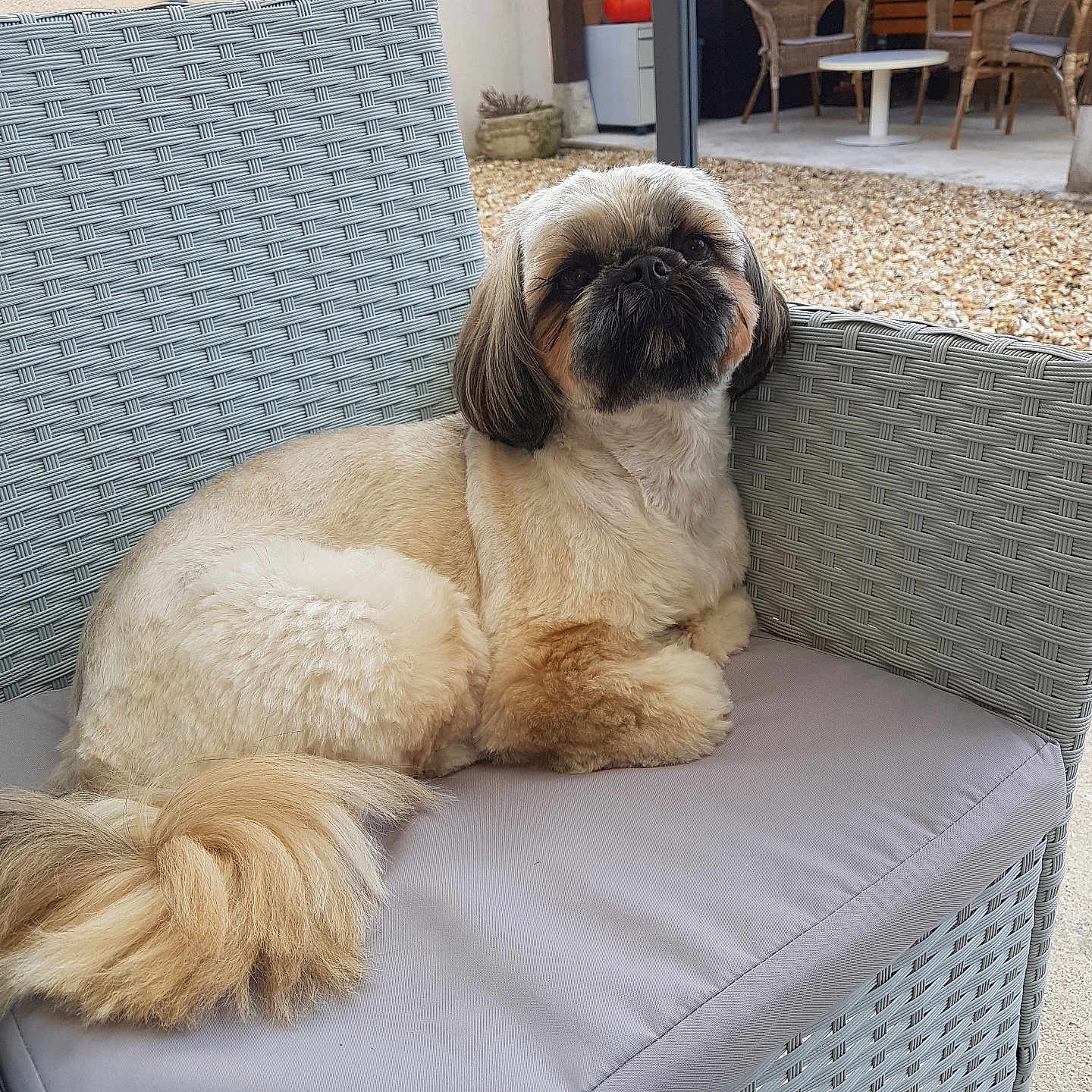 Joy participe au concours pour gagner de l'argent avec cette photo : animal, architecture, armchair, building, canine, chair, couch, cushion, desk, dog, furniture, indoors, interiordesign, livingroom, pet, plant, pug, puppy, room, table