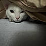 Prince joined the competition — help win amazing prizes! cat, white_cat, peeking, blanket, cozy, indoor, closeup, pet, animal, cute, face, whiskers, feline, resting, soft_light, curious, bed, fur, one_eye_closed, hidden