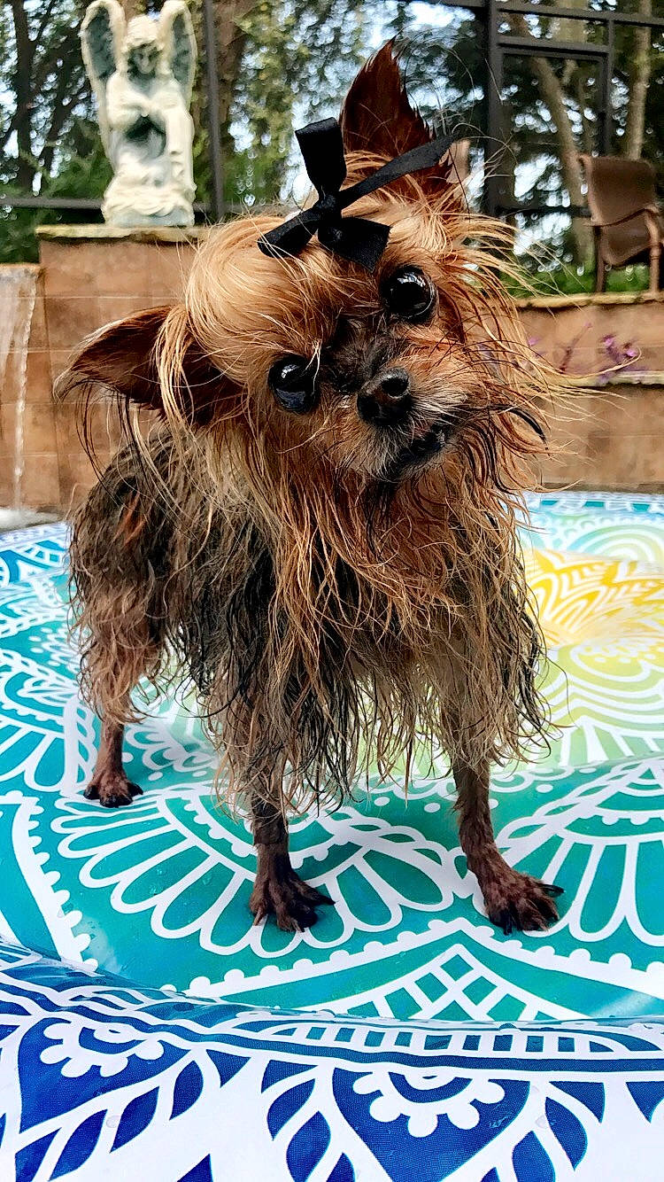 Laila joined the competition — help win amazing prizes! cairn_terrier, canidae, carnivore, companion_dog, dog, dog_breed, fawn, griffon_bruxellois, liver, mammal, norwich_terrier, rare_breed_dog, sporting_group, terrier, toy_dog, vertebrate