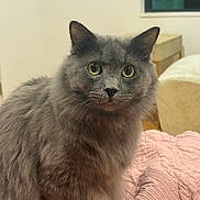 Ted is registered to the contest to win money with this photo: animal, blanket, cat, cozy, curious, cute, domestic_cat, ears, eyes, feline, fluffy, fur, gray_cat, indoor, mammal, pet, pink_blanket, sitting, soft_lighting, whiskers