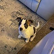 Moomoo joined the competition — help win amazing prizes! puppy, dog, pet, indoor, carpet, leather_couch, small_dog, white_and_black, curious, sitting, looking_up, young_dog, floor, home_interior, fur, ears, tail, companion, adorable, cute