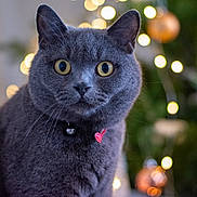 Grayson joined the competition — help win amazing prizes! cat, gray_cat, pet, indoor, bokeh, collar, bell, heart_charm, yellow_eyes, closeup, feline, curious, portrait, animal, domestic_cat, soft_light, decorations, christmas_tree, blurred_background, whiskers