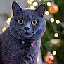 cat, gray_cat, pet, indoor, bokeh, collar, bell, heart_charm, yellow_eyes, closeup, feline, curious, portrait, animal, domestic_cat, soft_light, decorations, christmas_tree, blurred_background, whiskers
